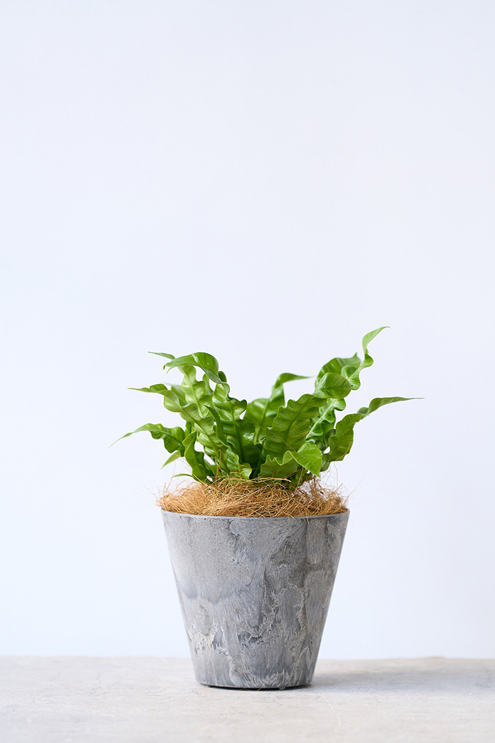 観葉植物 アスプレニウム エメラルドウェーブ（4号鉢）の写真3枚目