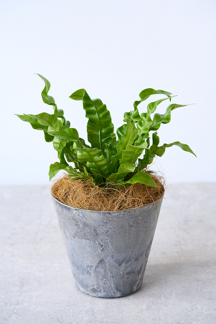 観葉植物 アスプレニウム エメラルドウェーブ（4号鉢）の写真4枚目