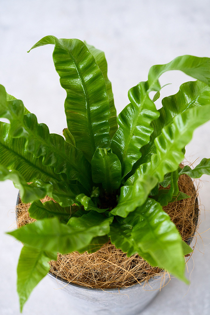 観葉植物 アスプレニウム エメラルドウェーブ（4号鉢）の写真5枚目