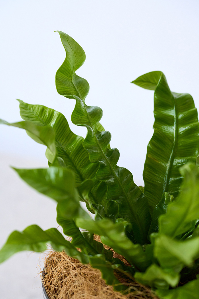 観葉植物 アスプレニウム エメラルドウェーブ（4号鉢）の写真6枚目