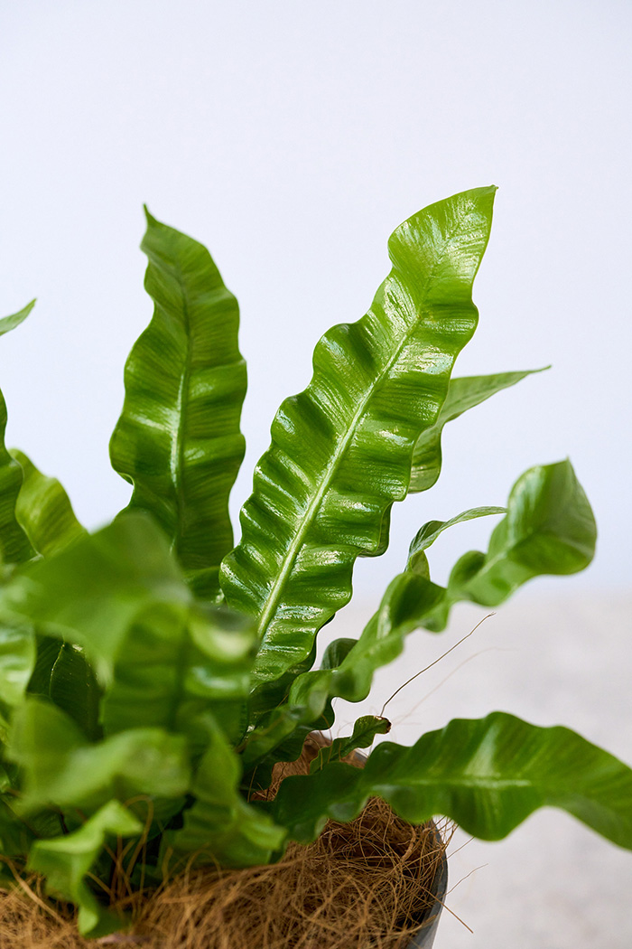 観葉植物 アスプレニウム エメラルドウェーブ（4号鉢）の写真7枚目