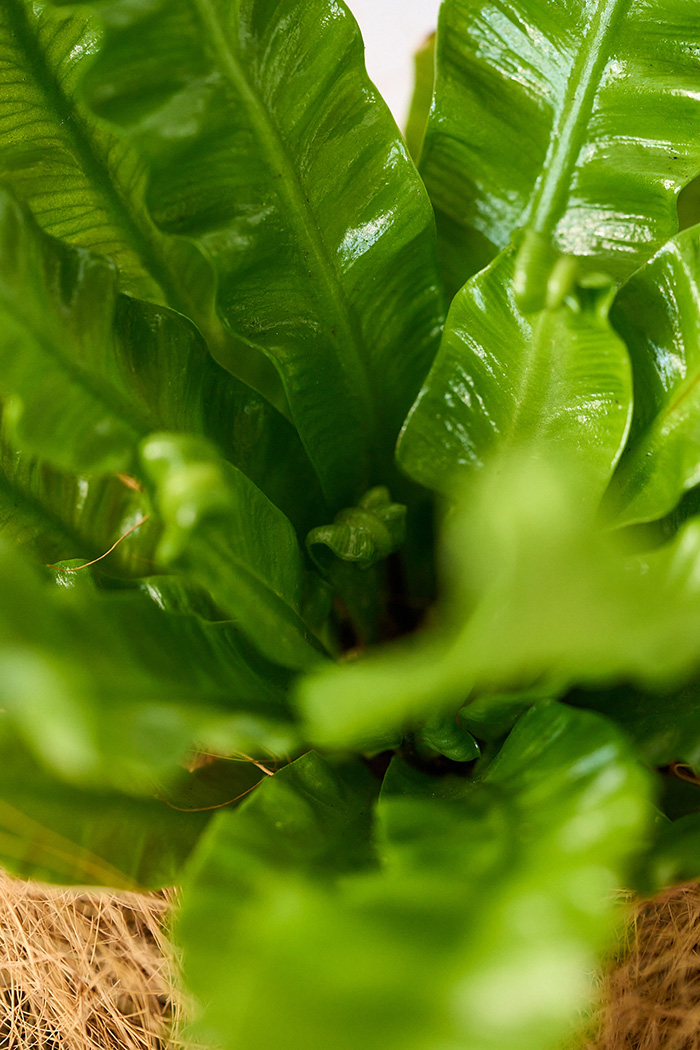 観葉植物 アスプレニウム エメラルドウェーブ（4号鉢）の写真8枚目