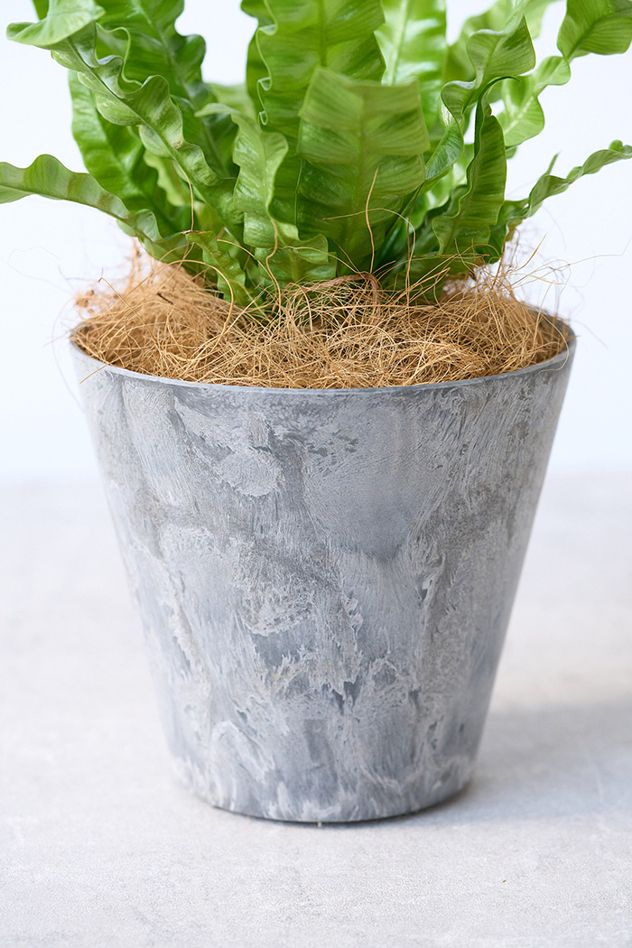 観葉植物 アスプレニウム エメラルドウェーブ（4号鉢）の写真9枚目