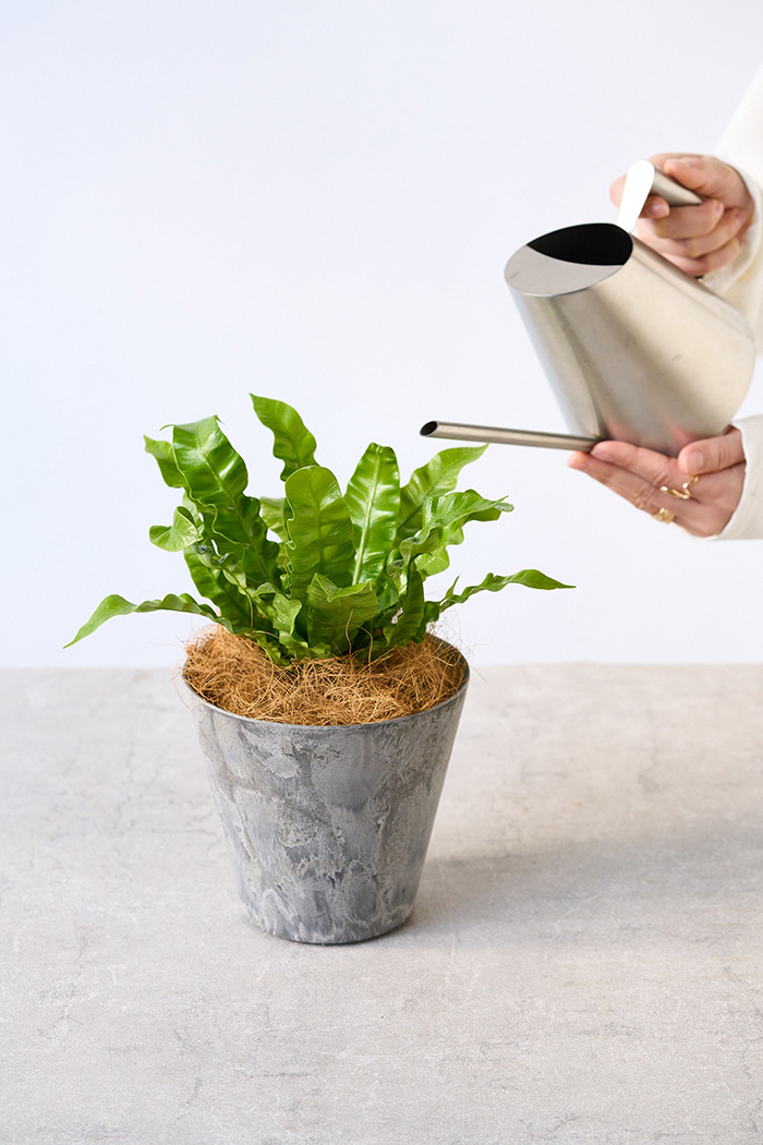 観葉植物 アスプレニウム エメラルドウェーブ（4号鉢）｜HanaPrime