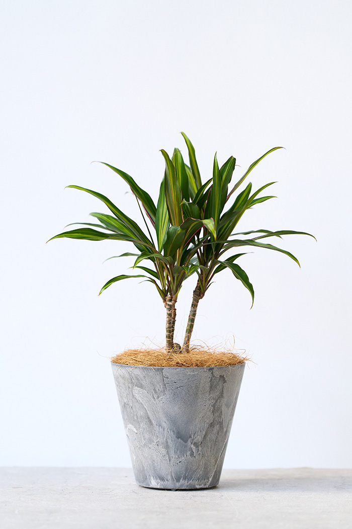観葉植物 コルジリネ クリスタル(4号鉢)