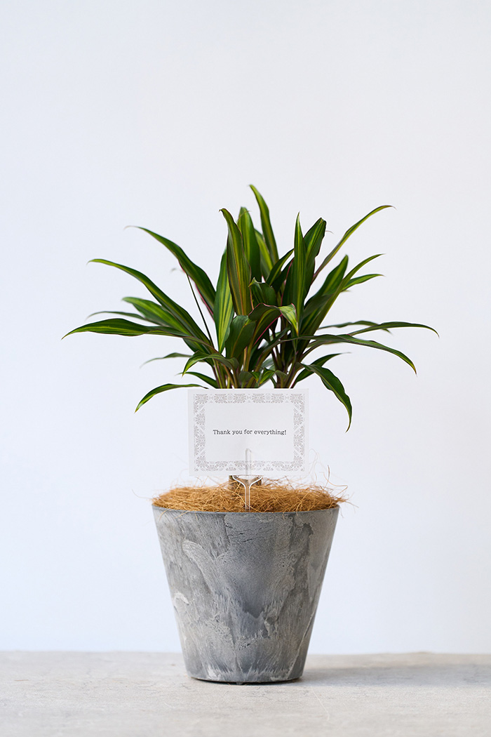 観葉植物 コルジリネ クリスタル（4号鉢）
