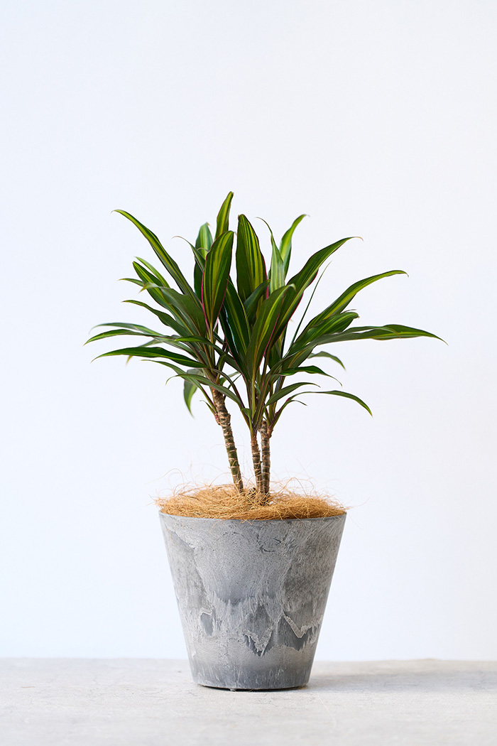 観葉植物 コルジリネ クリスタル（4号鉢）の写真3枚目