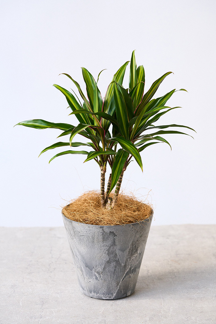 観葉植物 コルジリネ クリスタル(4号鉢)の写真4枚目