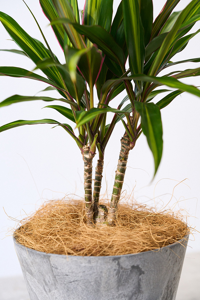 観葉植物 コルジリネ クリスタル(4号鉢)の写真5枚目