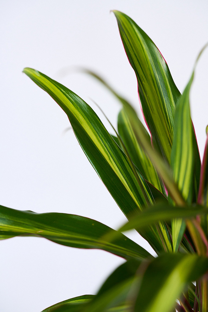 観葉植物 コルジリネ クリスタル(4号鉢)の写真6枚目