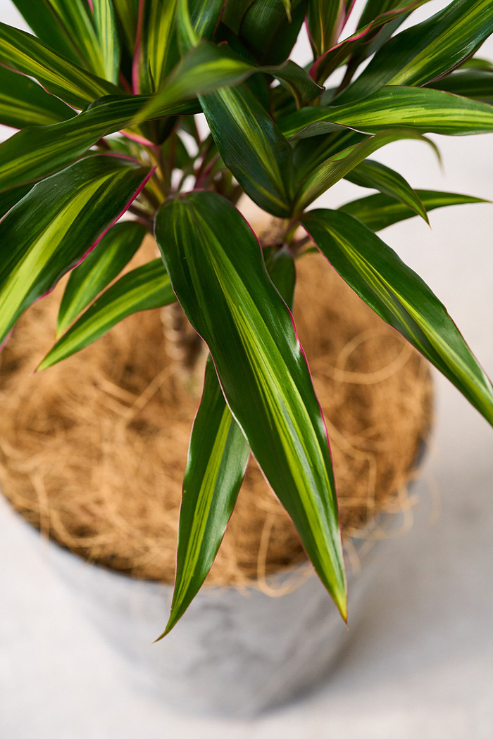 観葉植物 コルジリネ クリスタル(4号鉢)の写真7枚目