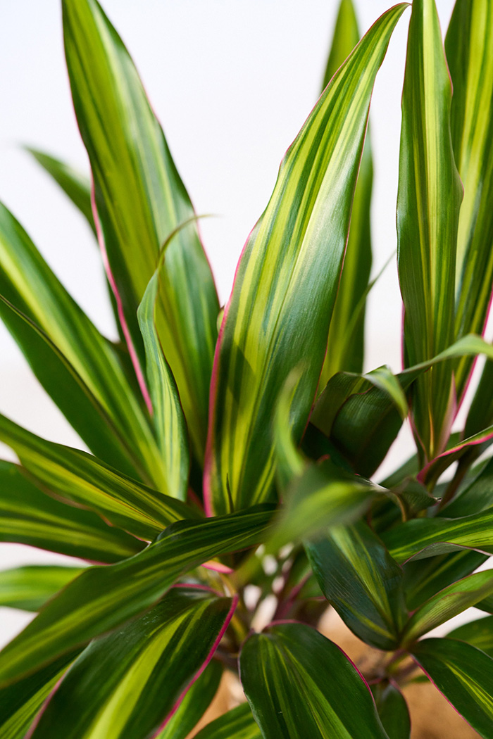 観葉植物 コルジリネ クリスタル(4号鉢)の写真8枚目