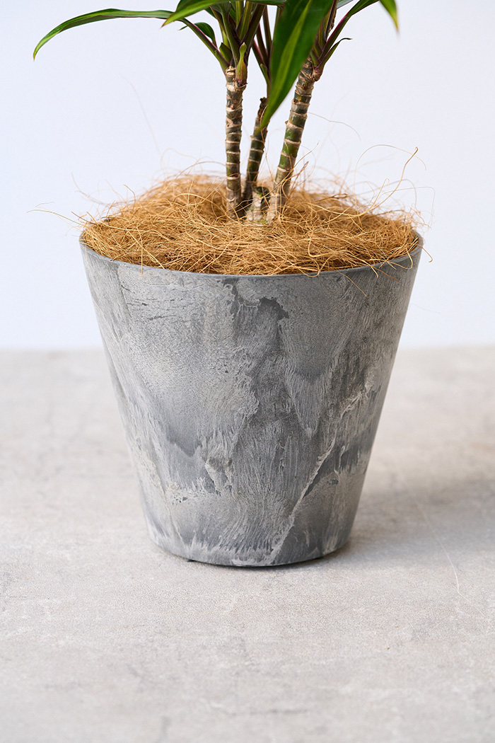 観葉植物 コルジリネ クリスタル(4号鉢)の写真9枚目