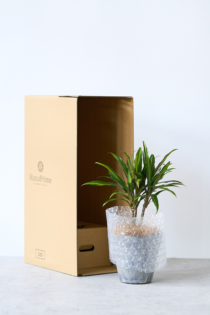 観葉植物 コルジリネ クリスタル(4号鉢)の写真10枚目