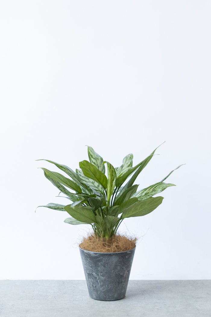 観葉植物 アグラオネマ シルバークイーン（6号鉢）