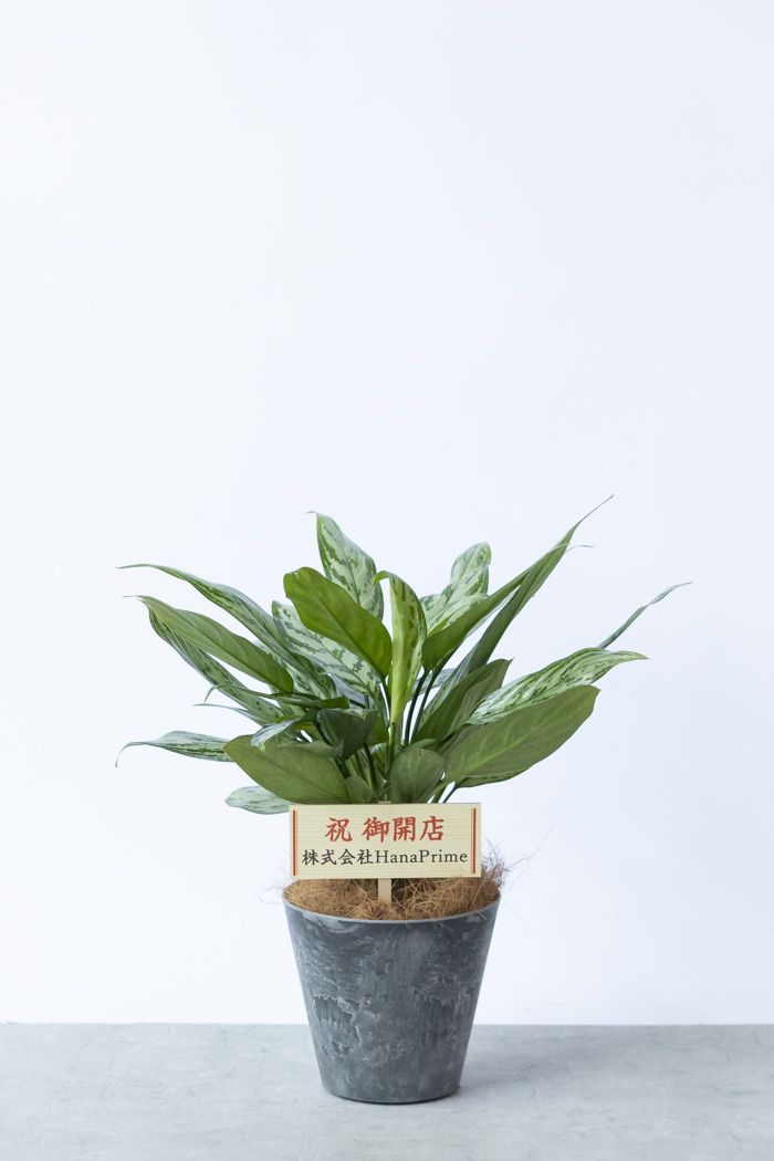 観葉植物 アグラオネマ シルバークイーン（6号鉢）