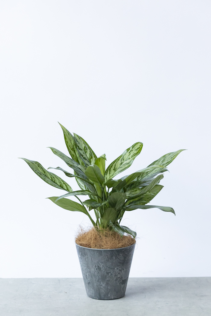 観葉植物 アグラオネマ シルバークイーン（6号鉢）の写真3枚目