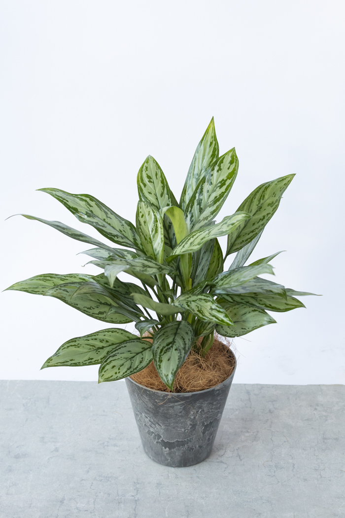 アグラオネマ 観葉植物 アグラオネマ シルバークイーン（6号鉢）｜HanaPrime（ハナ