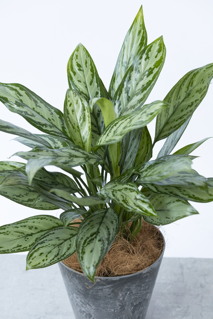 観葉植物 アグラオネマ シルバークイーン（6号鉢）｜HanaPrime（ハナ