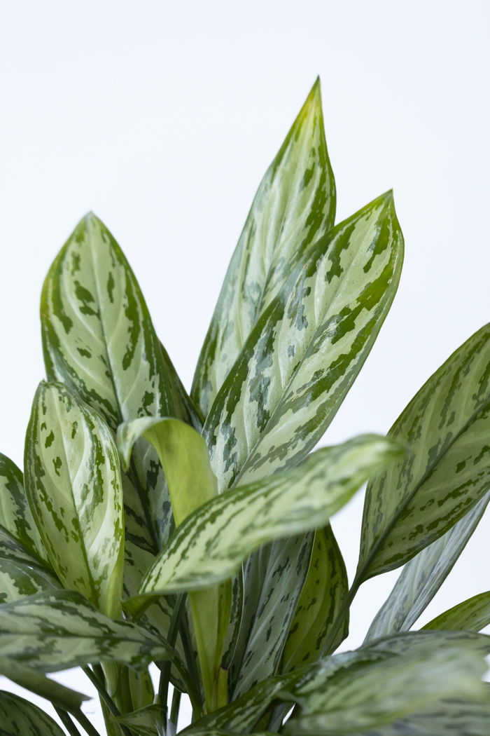 観葉植物 アグラオネマ シルバークイーン（6号鉢）の写真6枚目