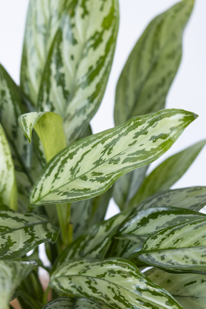 観葉植物 アグラオネマ シルバークイーン 6号鉢 ハナプライム