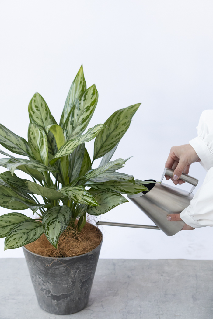 観葉植物 アグラオネマ シルバークイーン（6号鉢）｜HanaPrime