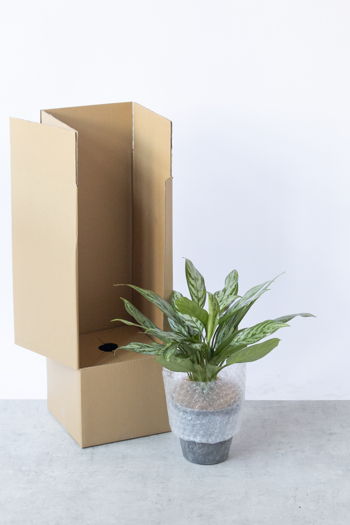 観葉植物 アグラオネマ シルバークイーン（6号鉢）の写真9枚目