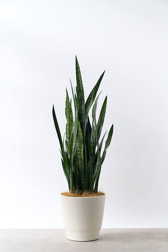 観葉植物 サンスベリア ゼラニカ（10号鉢）