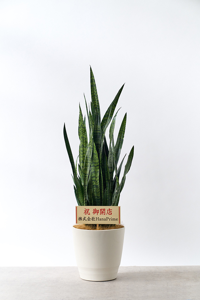 観葉植物 サンスベリア ゼラニカ（10号鉢）