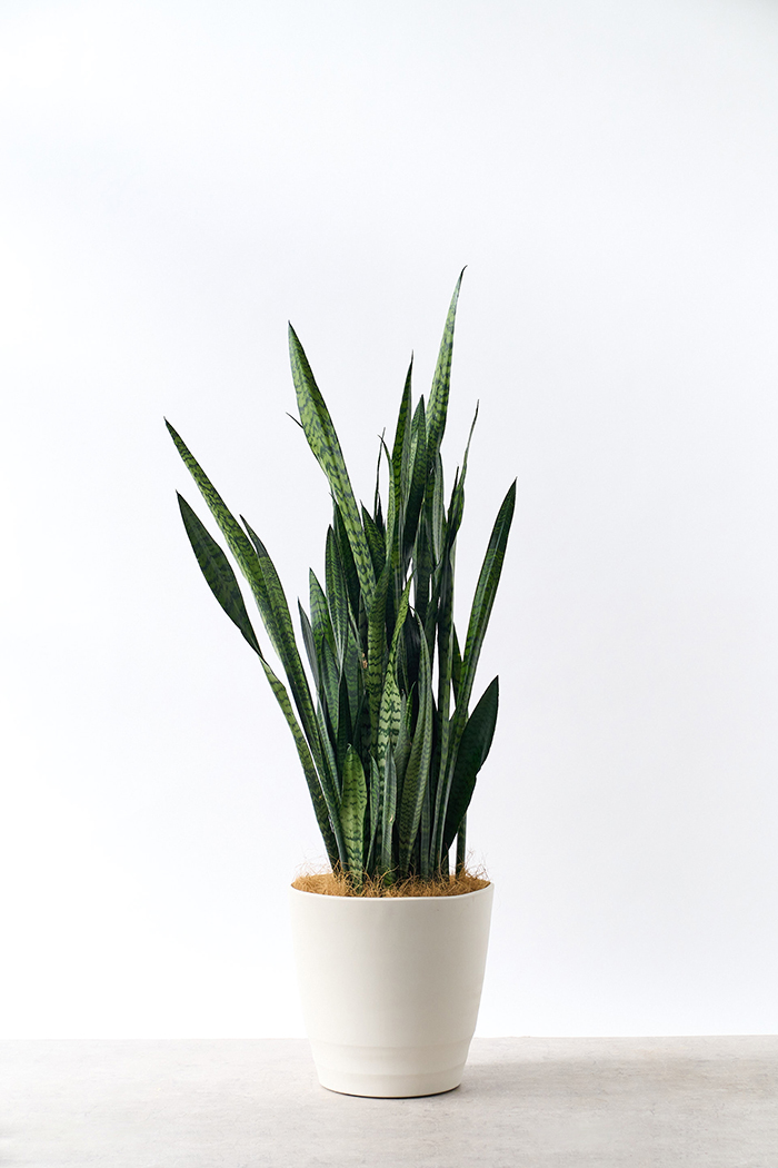 観葉植物 サンスベリア ゼラニカ（10号鉢）の写真3枚目