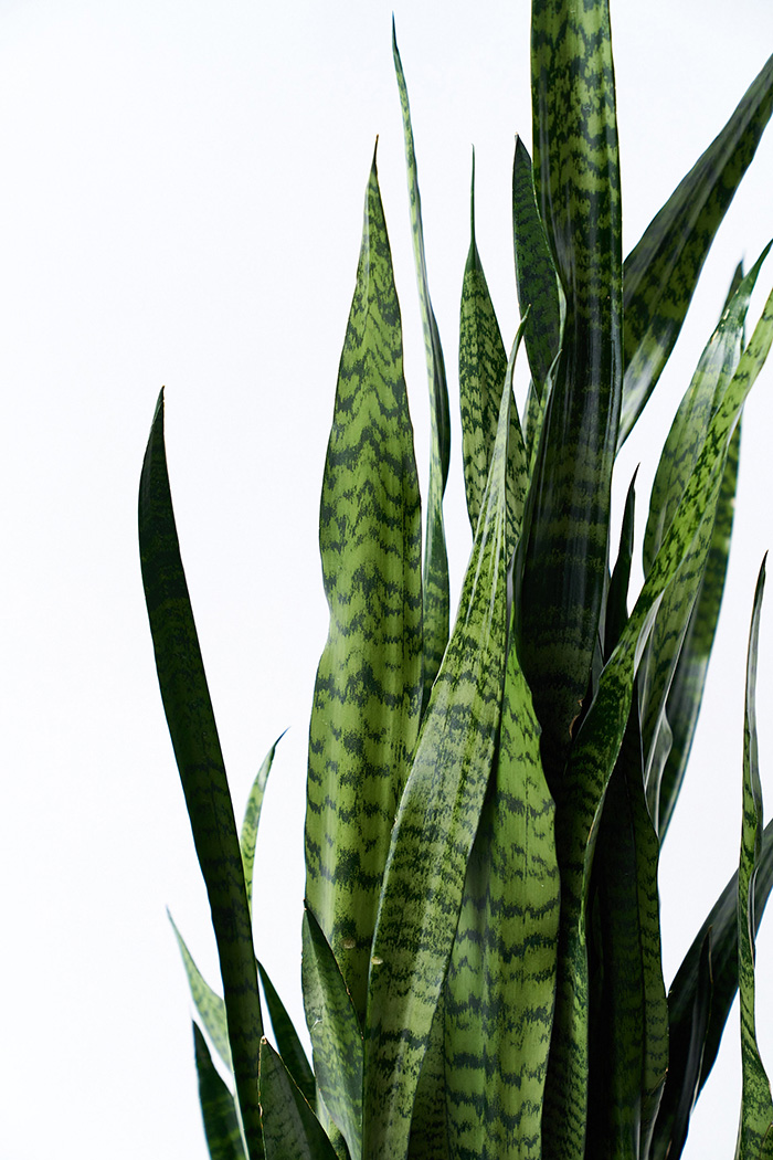 観葉植物 サンスベリア ゼラニカ（10号鉢）の写真4枚目