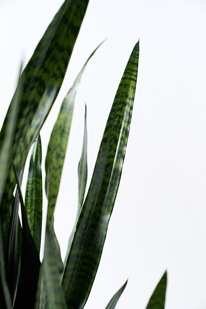 観葉植物 サンスベリア ゼラニカ（10号鉢）の写真5枚目