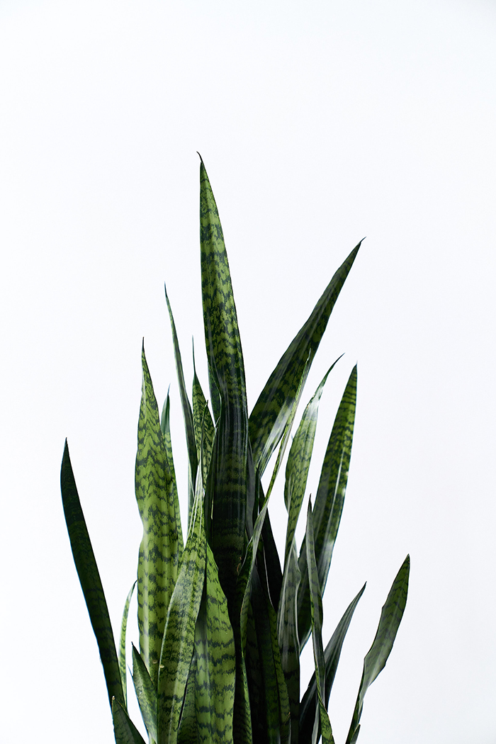 観葉植物 サンスベリア ゼラニカ（10号鉢）の写真6枚目