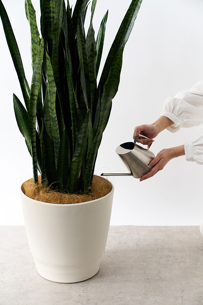 観葉植物 サンスベリア ゼラニカ（10号鉢）の写真7枚目