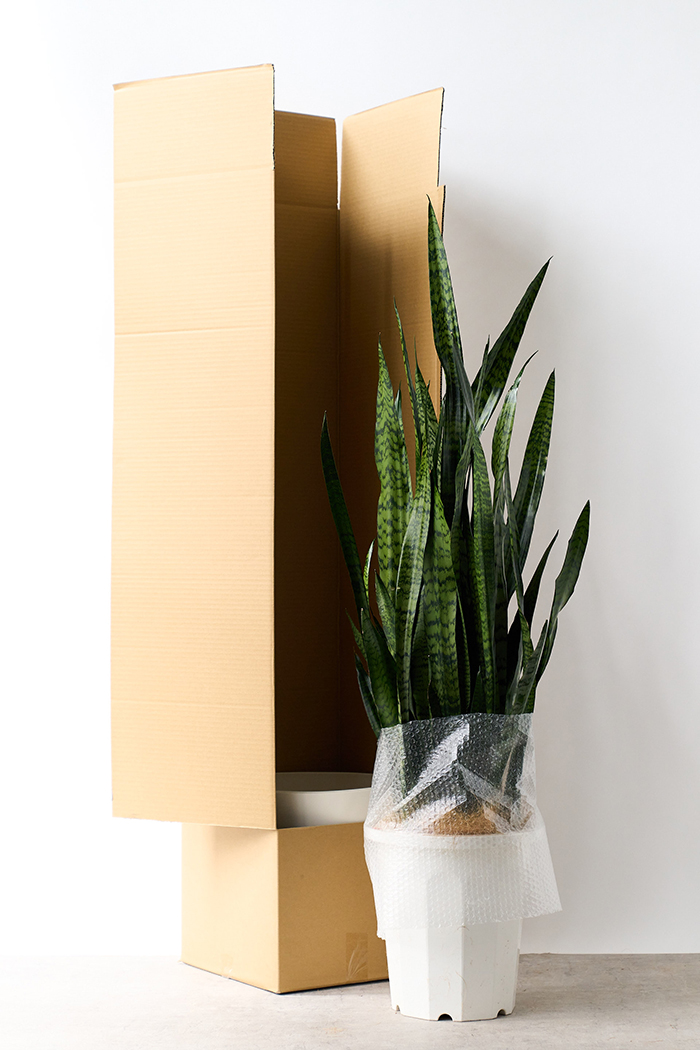 観葉植物 サンスベリア ゼラニカ（10号鉢）の写真8枚目