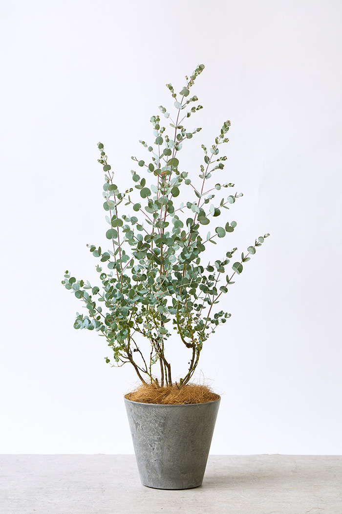 観葉植物 ユーカリ グニー（6号鉢）の写真1枚目