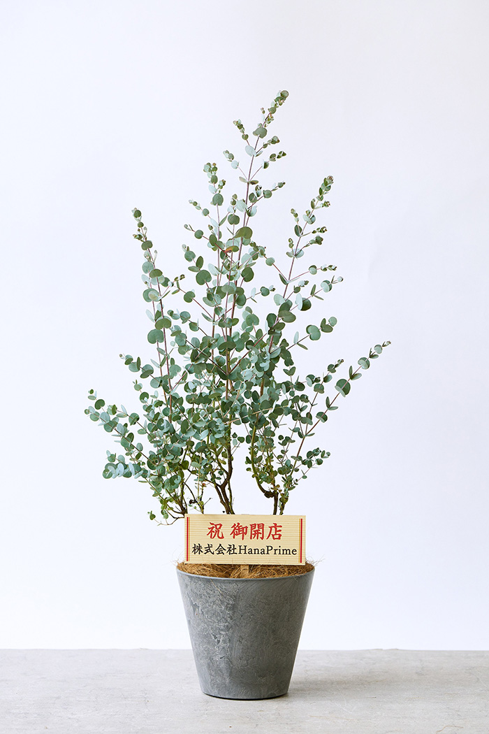 観葉植物 ユーカリ グニー（6号鉢）の写真2枚目