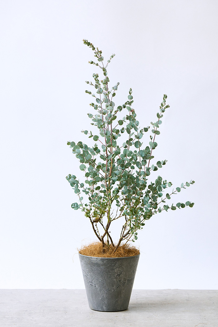 観葉植物 ユーカリ グニー（6号鉢）の写真3枚目