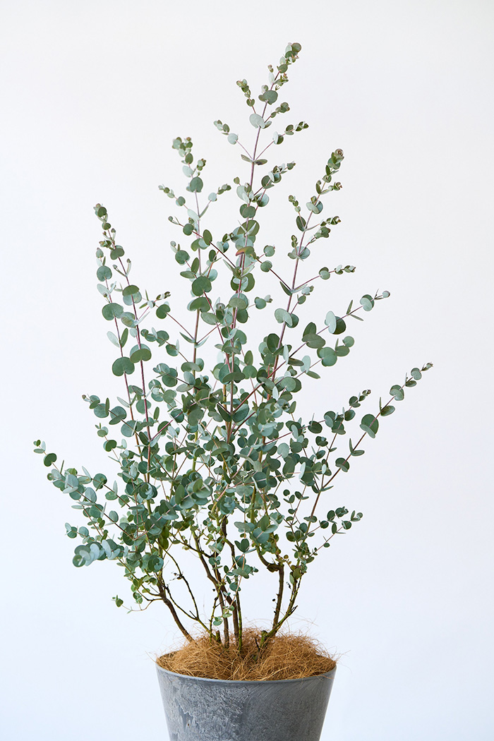 観葉植物 ユーカリ グニー（6号鉢）の写真4枚目