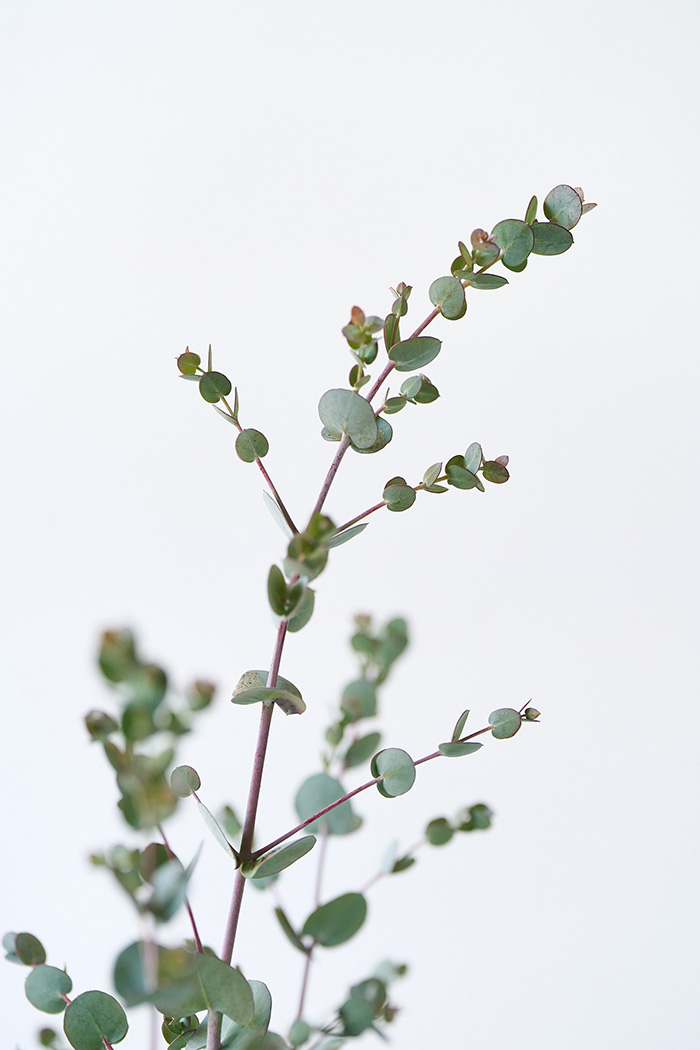 観葉植物 ユーカリ グニー（6号鉢）の写真5枚目