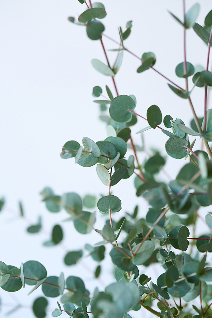 観葉植物 ユーカリ グニー（6号鉢）の写真6枚目