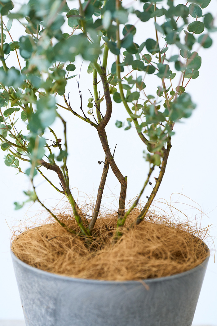 観葉植物 ユーカリ グニー（6号鉢）の写真7枚目