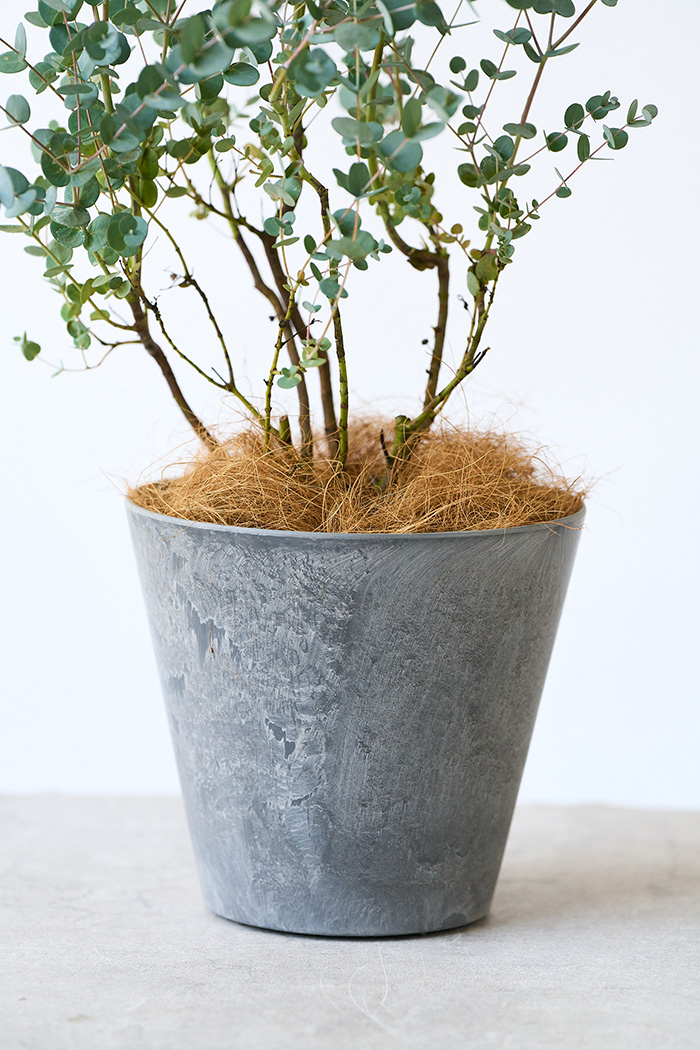 観葉植物 ユーカリ グニー（6号鉢）の写真8枚目