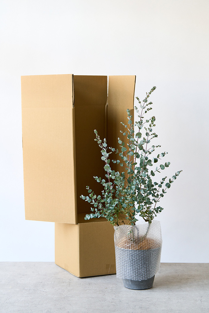 観葉植物 ユーカリ グニー（6号鉢）の写真10枚目