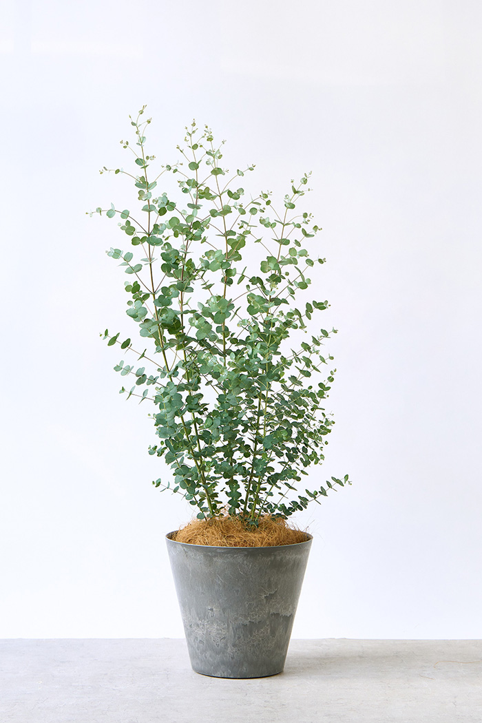 観葉植物 ユーカリ グニー（8号鉢）の写真1枚目