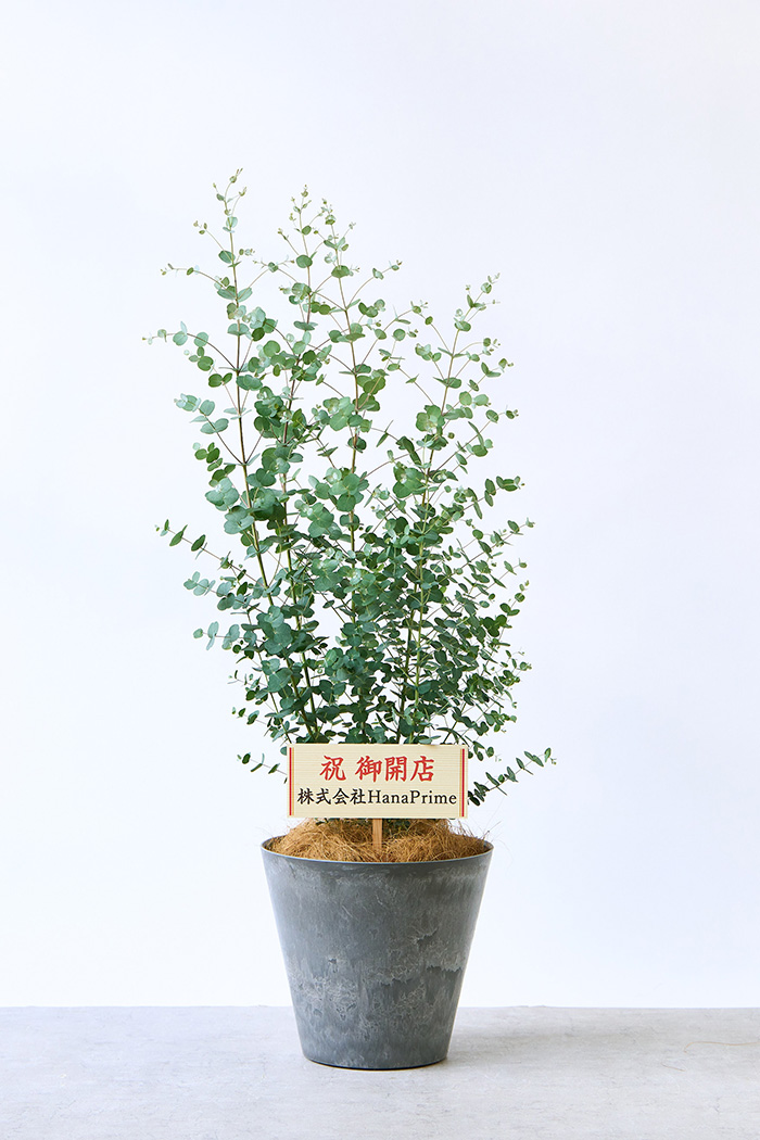 観葉植物 ユーカリ グニー（8号鉢）