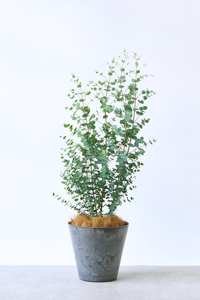 観葉植物 ユーカリ グニー（8号鉢）の写真3枚目