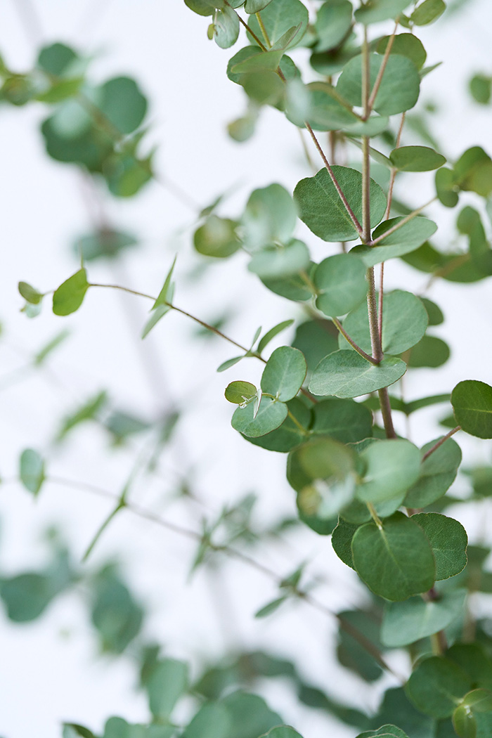観葉植物 ユーカリ グニー（8号鉢）の写真4枚目