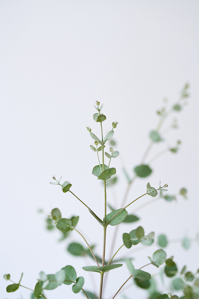 観葉植物 ユーカリ グニー（8号鉢）の写真5枚目