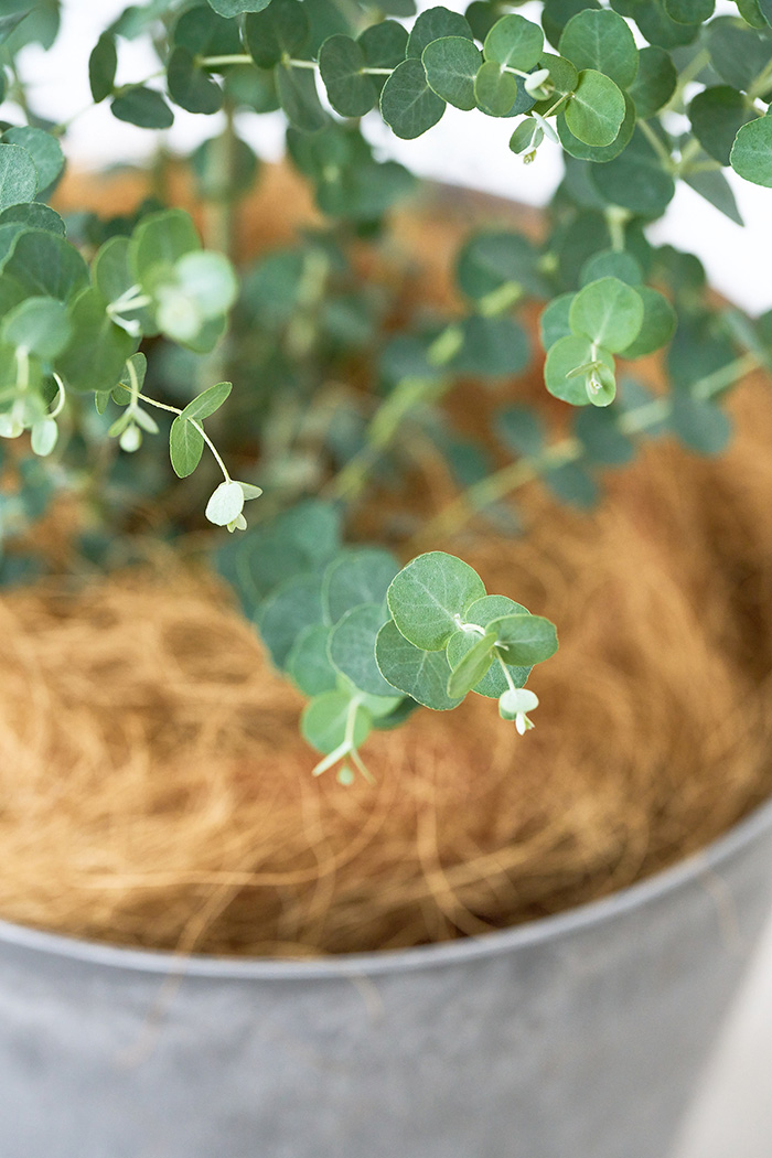 観葉植物 ユーカリ グニー（8号鉢）の写真6枚目
